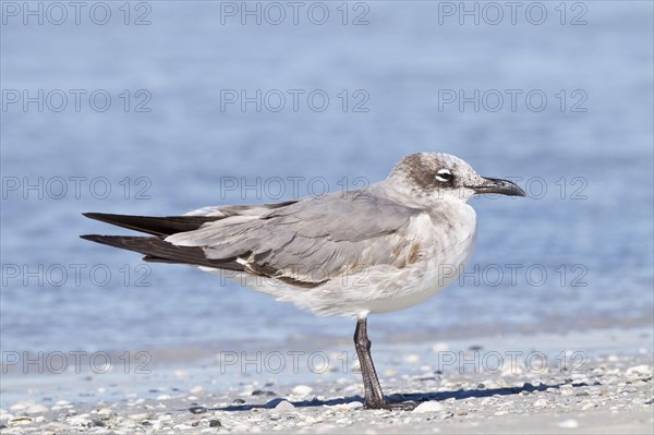 Laughing Gull