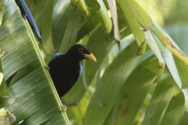 Yucatan jay