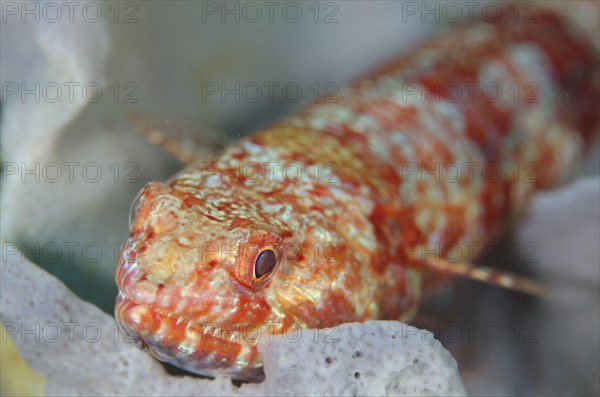 Varigated Lizardfish