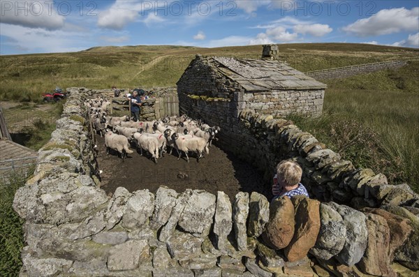 Swaledale sheep