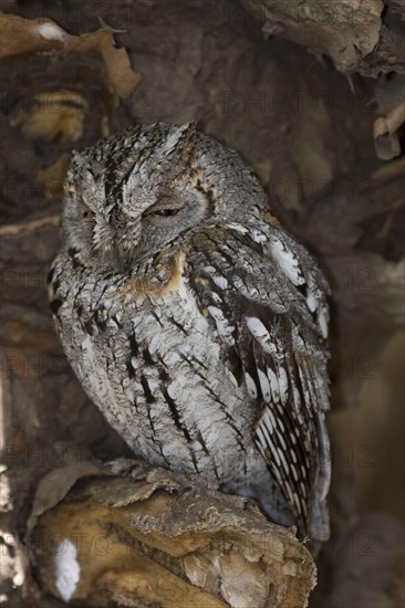 Africa Scops Owl Scops Owl