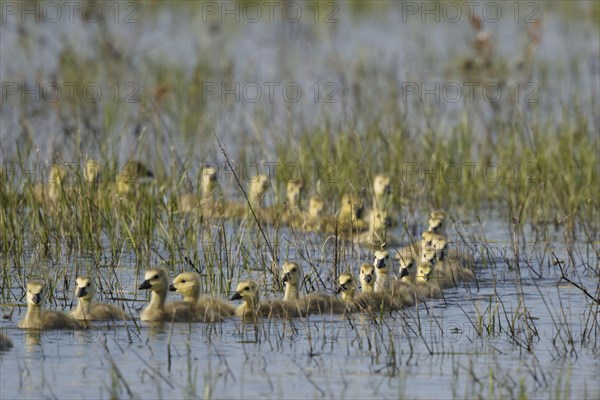 Canada goose