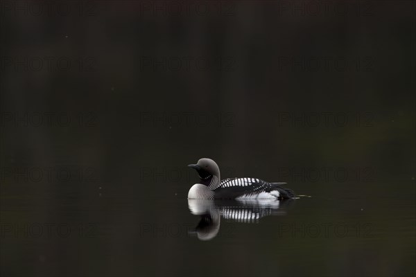 Black-throated Diver