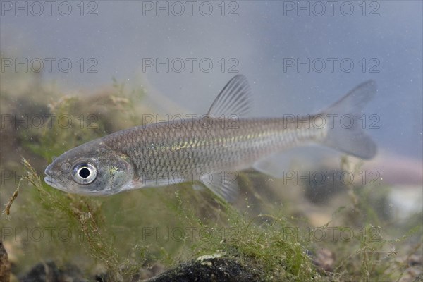 European Chub