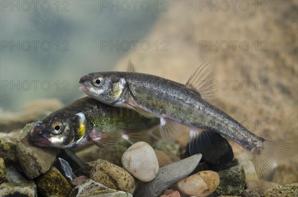 Common Minnow