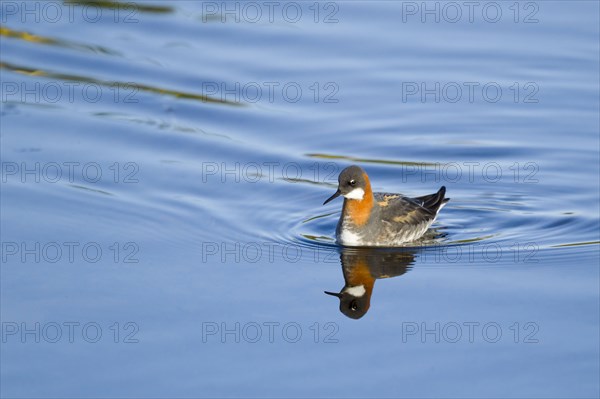 Red-necked Phalarope