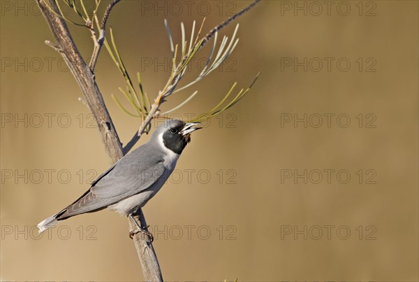 Masked Woodswallow