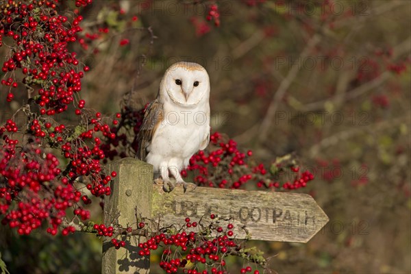 Common barn owl