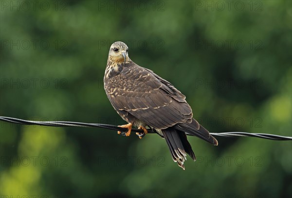 Snail Kite