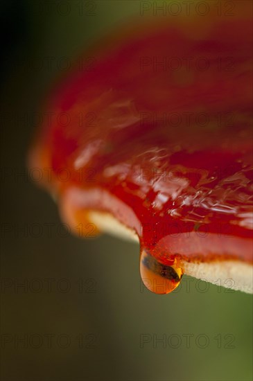Close-up on the drops of blood trickling over the edge of a beefsteak fungus