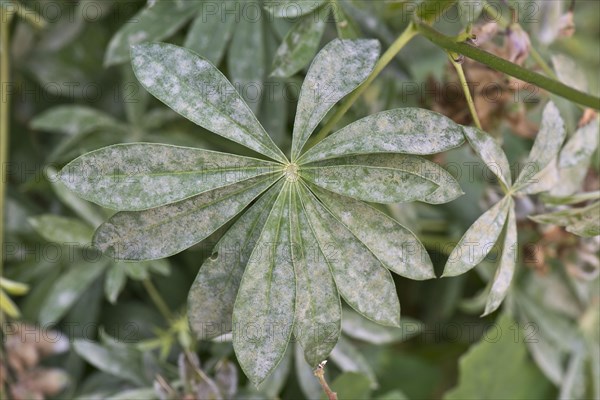 Powdery mildew on lupin