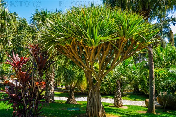 Jardin Botanico Molino de Inca with botanical sights