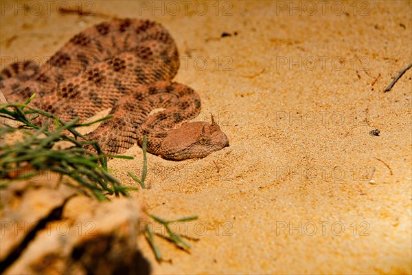 Saharan horned viper