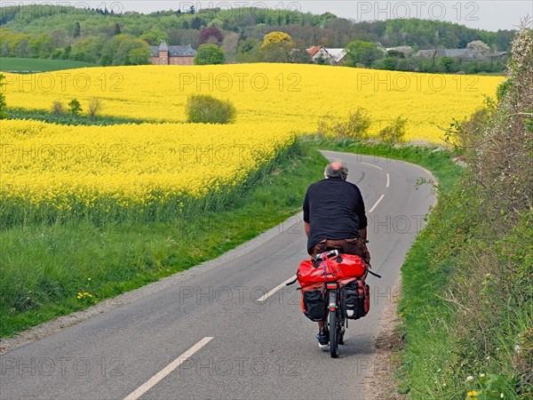 Cyclist with luggage between flowering rape fields