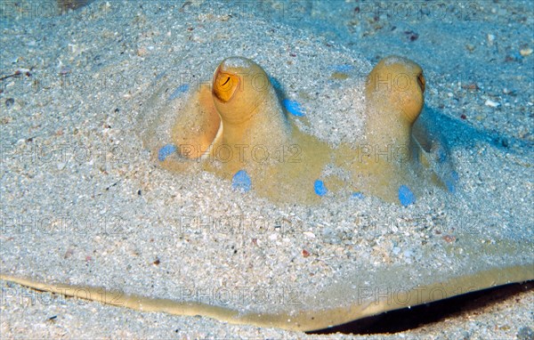 Bluespotted ribbontail ray