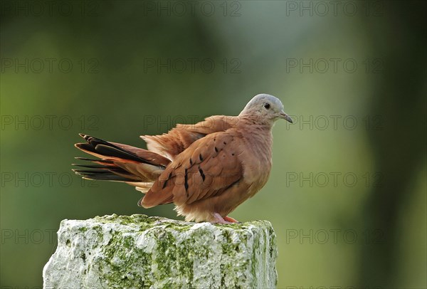 Reddish coarse dove