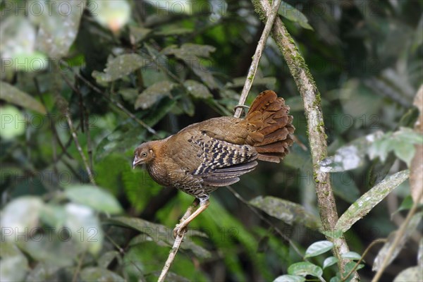 Gallus lafayettii