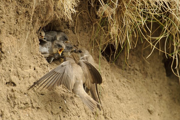 Sand Martin