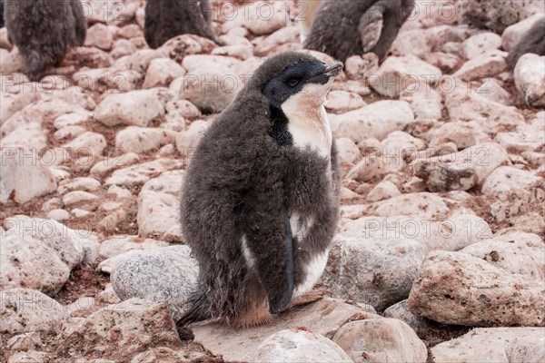 Adelie Penguin