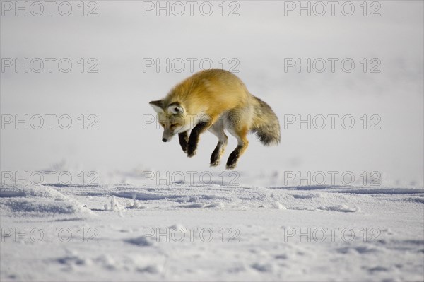 American red fox