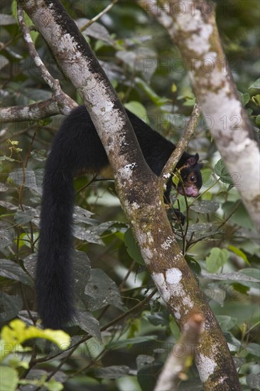 Sri Lanka Giant Squirrel