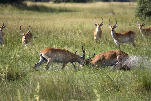 Red litchi waterbuck