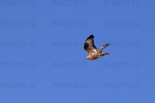 Long-legged Buzzard