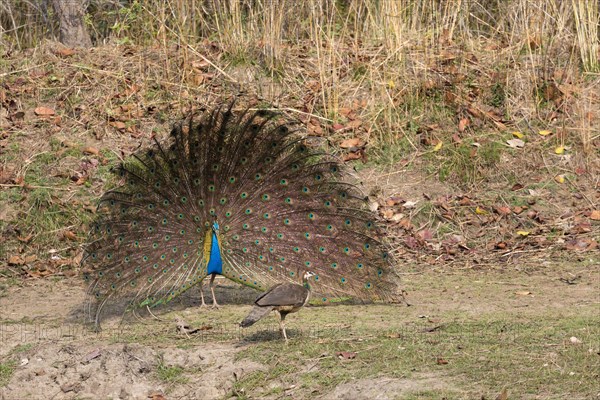 Indian indian peafowl