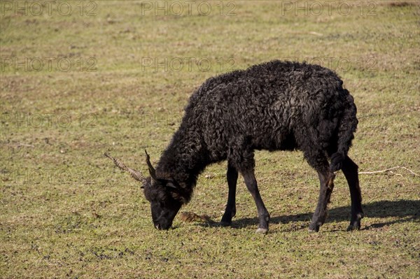 The Racka is a unique breed in which both ewes and rams have long spiral horns. The breed belongs to the zigzag type and originated in Hungary. The b