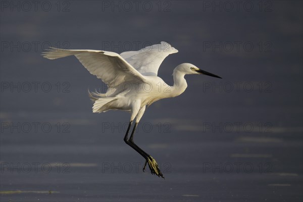 Little egret