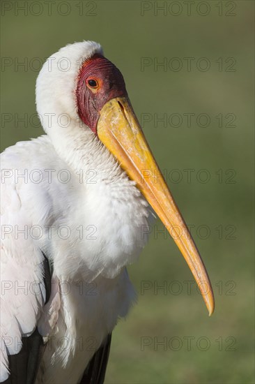 African Yellow-billed Stork