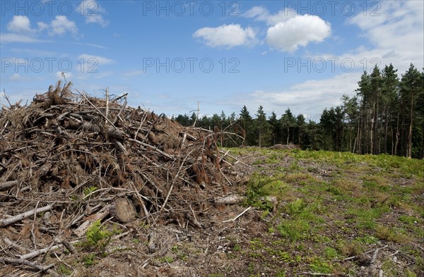 Reclamation of heathland habitats with felled conifer plantations