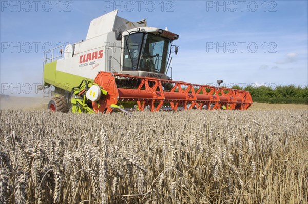Wheat