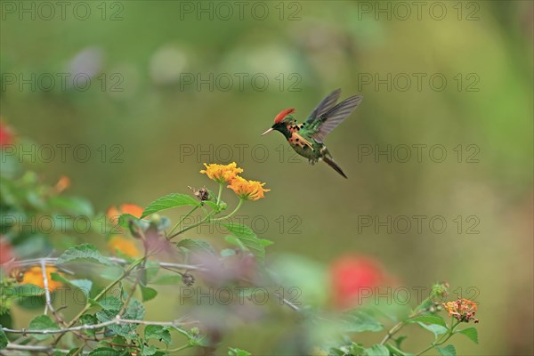 Tufted Coquette