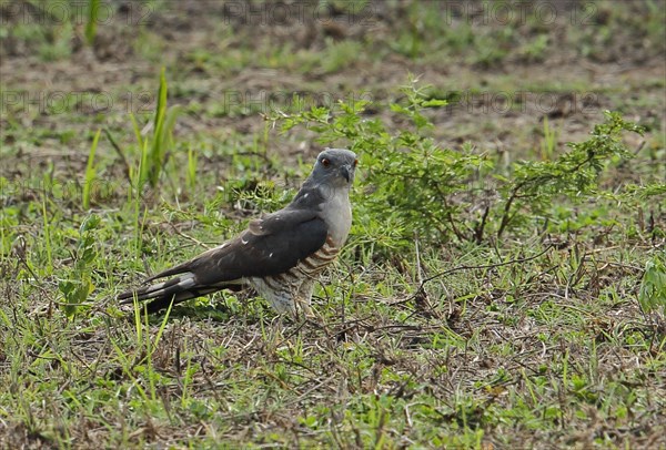 African cuckoo goshawk