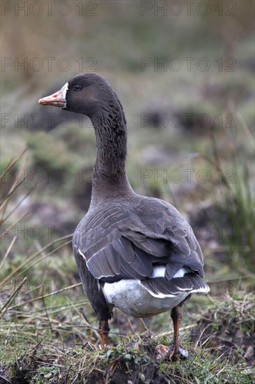 Greater White-fronted Goose