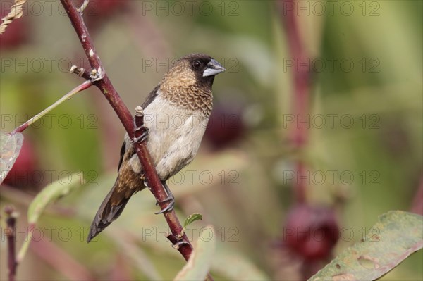 White-rumped munia