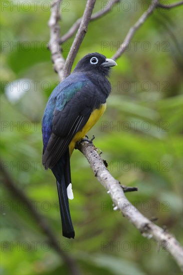 Adult black-headed trogon