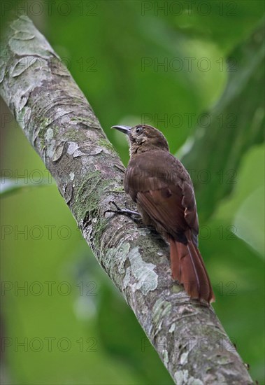 Plain-brown Woodcreeper