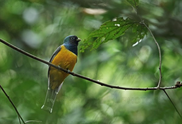 Black-throated Trogon