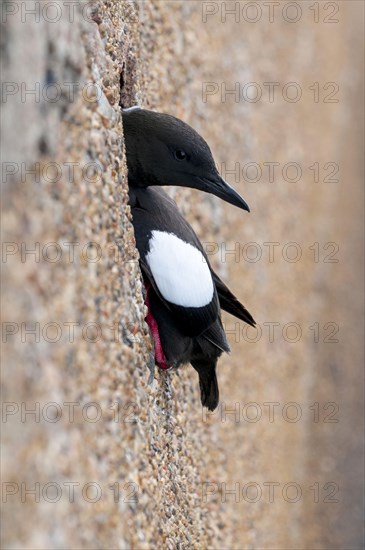 Adult black guillemot