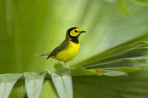 Hooded Warbler