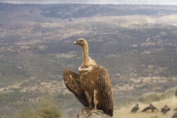 Eurasian Griffon Vulture