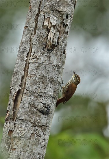 Striped Xenops