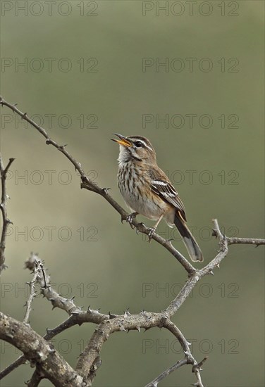 White-browed Scrub-robin