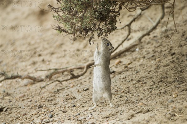 Southern mountain cavy