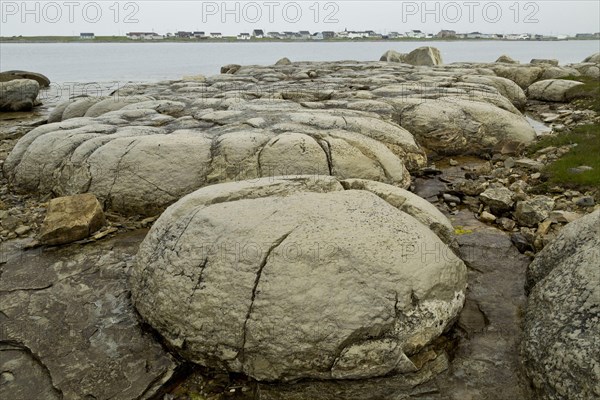 Thrombolites