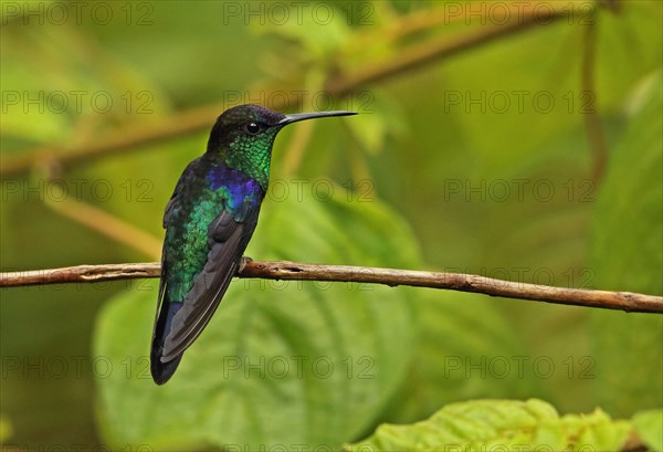 Violet-crowned Woodnymph