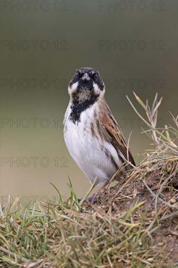 Reed bunting