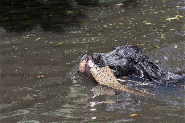 Working Cocker Spaniel